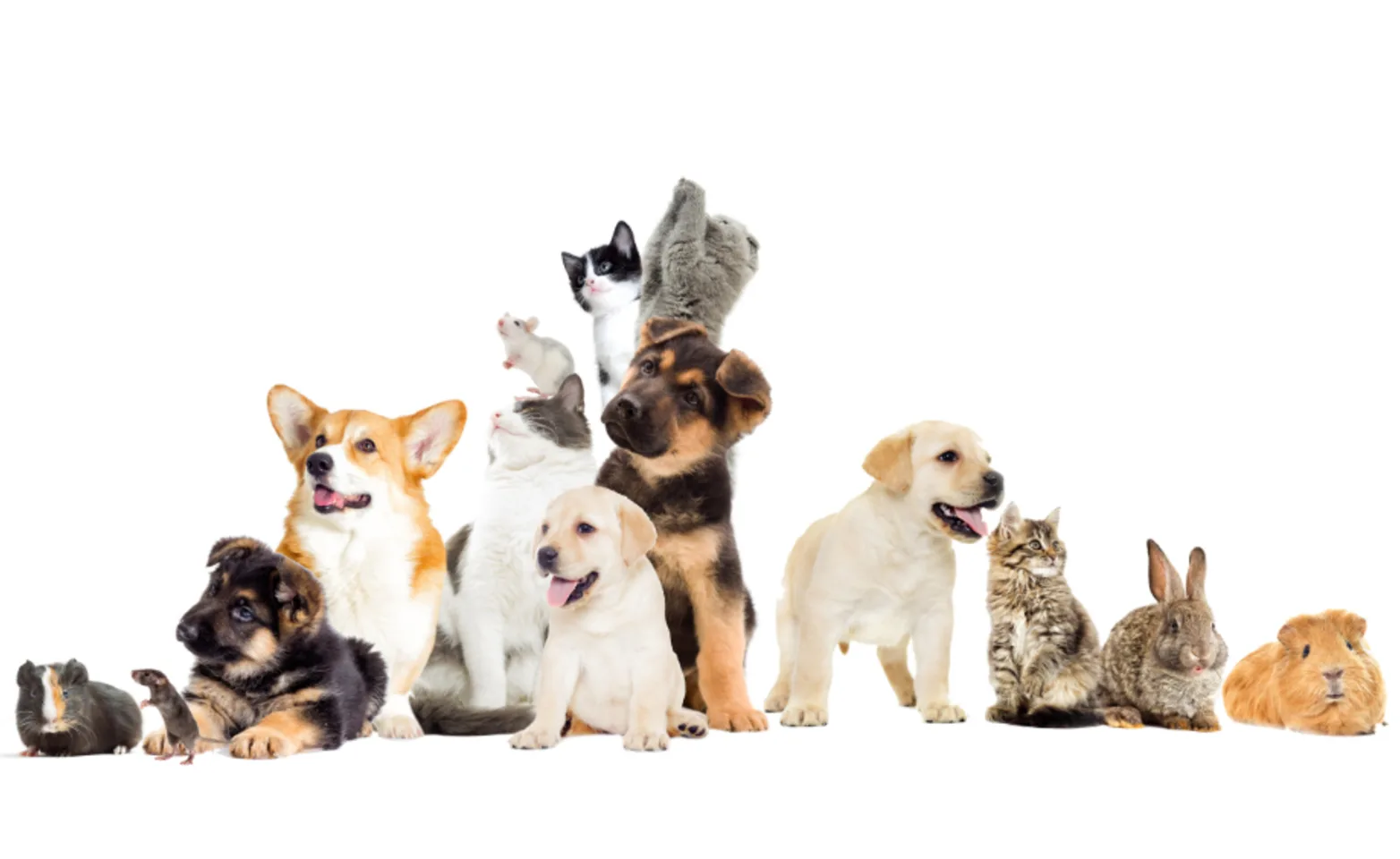 Dogs and cats with pocket pets with a white background